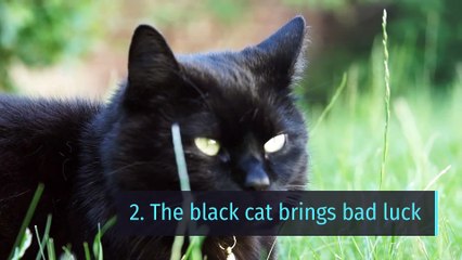 6 myths about cats