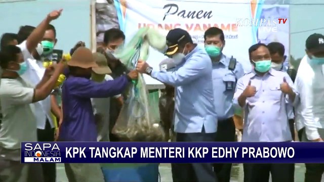 Kecurigaan Buka Keran Ekspor Benih Lobster oleh Menteri KKP Edhy Prabowo