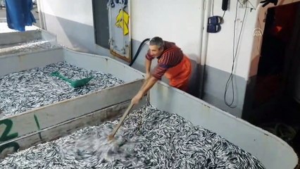 ZONGULDAK - Karadeniz'de hamsi bereketi