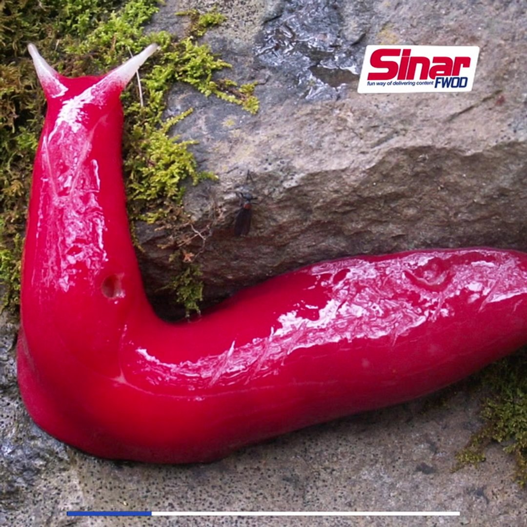 Lintah Bulan Merah Jambu Ditemui Di Australia Video Dailymotion