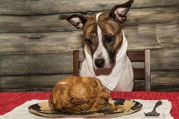 Here Are the Do’s and Don’ts of Treating Your Dog to Thanksgiving Food