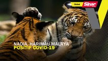 Nadia, Harimau Malaya positif Covid-19