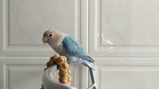 LA ALIMENTACION DE LOS AGAPORNIS | ALIMENTOS PERMITIDOS Y TOXICOS, CANTIDADES Y CONSEJOS ESPECIALES