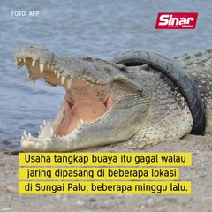Misi selamat 'buaya tayar' diteruskan
