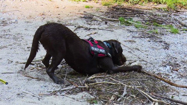 PERROS: PROBLEMAS DE COMPORTAMIENTO POR FALTA DE ESTÍMULOS | TIPS PARA MEJORAR LA CALIDAD DE VIDA