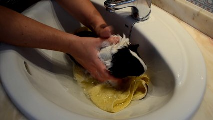 EL PRIMER BAÑO DE MI COBAYA KARMA DESPUÉS DE SER ADOPTADA | BAÑANDO A UN CONEJILLO DE INDIAS  O CUYO