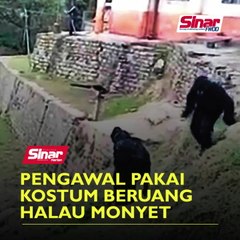 Pengawal pakai kostum beruang halau monyet