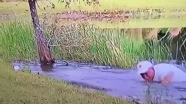 Un homme sauve son chiot tombé dans un étang des crocs d'un alligator
