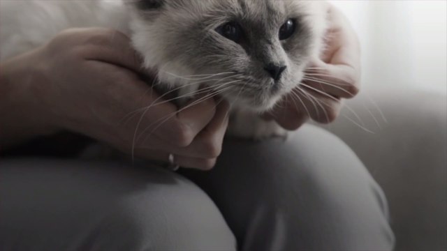 Minted's Personalized Holiday Cards Featuring Our Furry Friends Are Exactly What We Need This Year