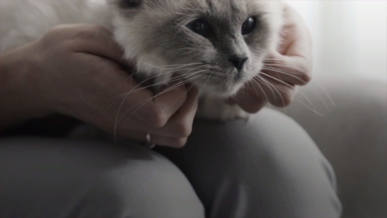 Minted's Personalized Holiday Cards Featuring Our Furry Friends Are Exactly What We Need This Year