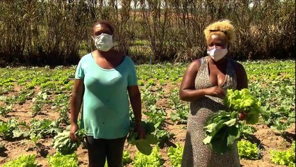 Quilombolas [Habitantes de un Quilombo, un lugar que era un refugio de esclavos fugitivos] del interior de San Pablo, Brasil,  asocian la producción orgánica con la preservación del origen fricano