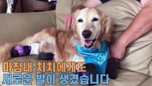학대를 받고 네 다리를 잃은 유기견이 '올해의 영웅견' 상을 받게되는데..