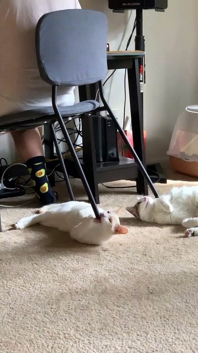 Ornery Kitties Ambush Chair Legs