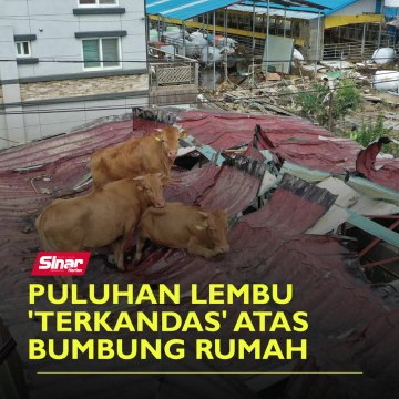 Puluhan lembu 'terkandas' atas bumbung rumah