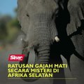 Ratusan gajah mati secara misteri di Afrika Selatan