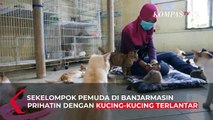 Rumah Singgah Bagi Para Meong di Banjarmasin