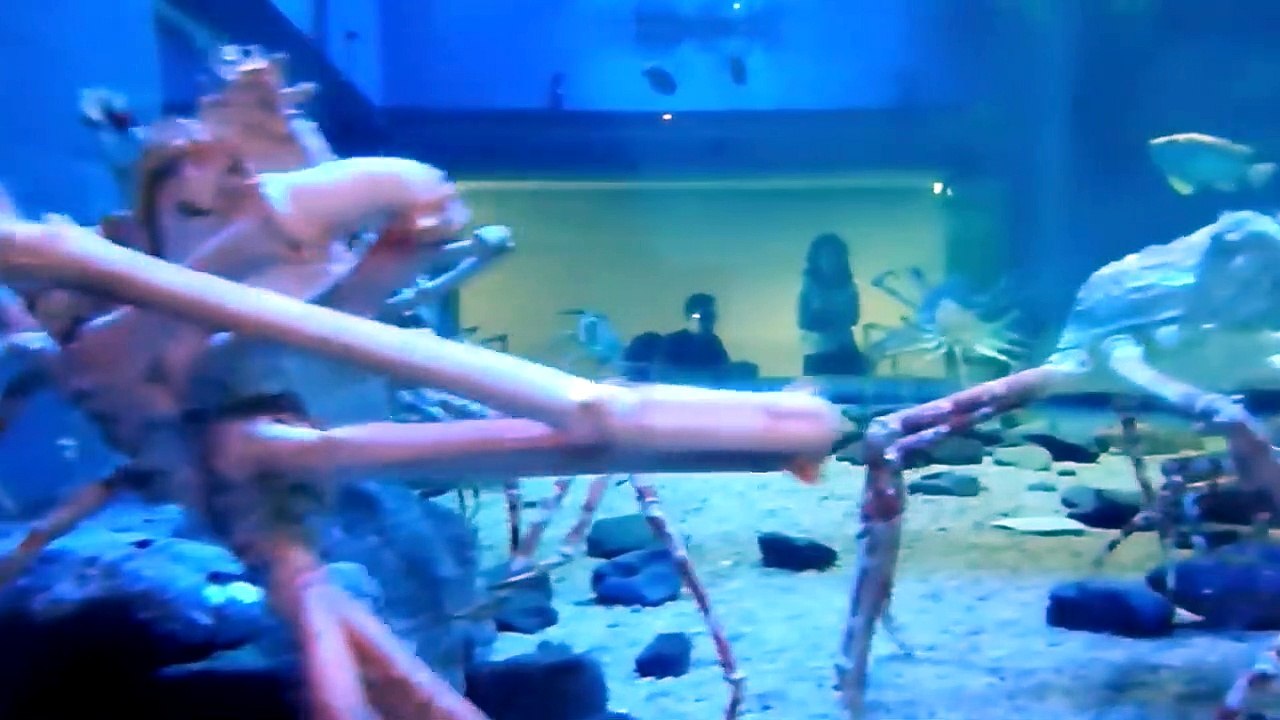 TOP 10 LARGEST ANIMALS On The Planet!