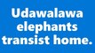 Wild Observer  / Udawalawa National Park / Sri Lanka / Elephants / Safari     Photographer - Ashan Dilhara