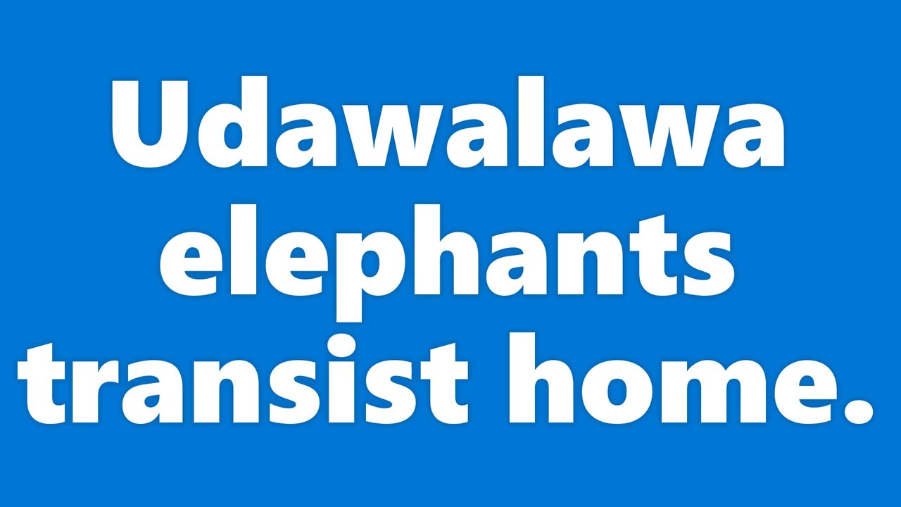 Wild Observer  / Udawalawa National Park / Sri Lanka / Elephants / Safari     Photographer - Ashan Dilhara