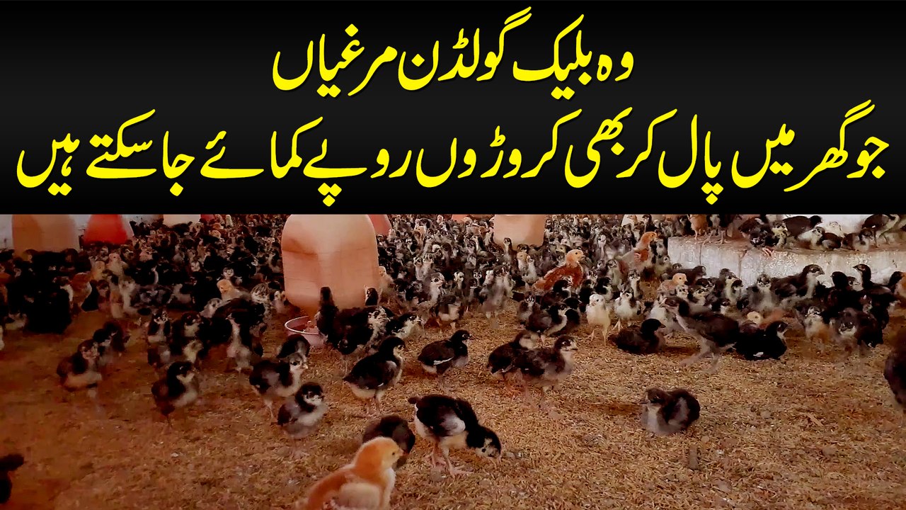 Wo Black Golden Murghiyan Jo Ghar Me Paal Kar Bhi Croron Rupaye Kamaye Ja Sakte Hain