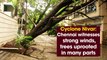 Cyclone Nivar: Chennai witnesses strong winds, trees uprooted in many parts