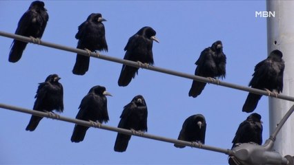 [MBN 프레스룸] 현상금 걸린 까마귀