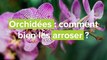 Orchidées : comment bien s'y prendre pour l'arrosage ?