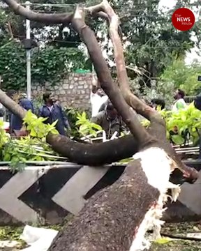 Chennai loses more than 350 trees due to Cyclone Nivar