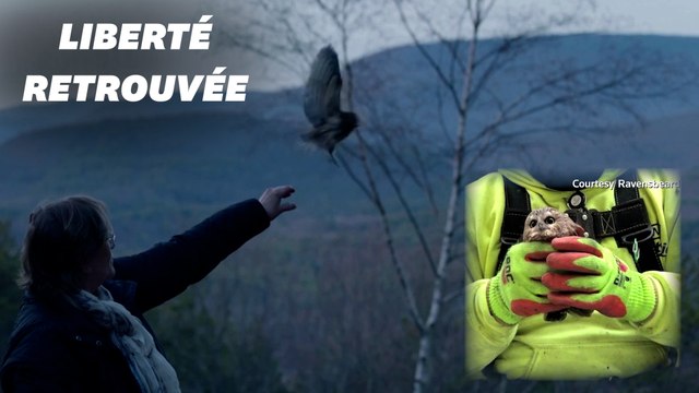 En pleine santé, la chouette trouvée dans le sapin du Rockefeller Center a été relâchée