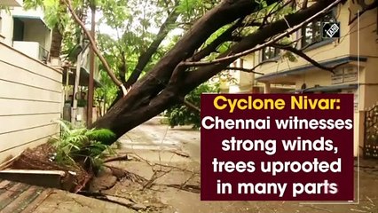 चक्रवात निवार: चेन्नई में चलीं तेज हवाएं, कई हिस्सों में उखड़े पेड़