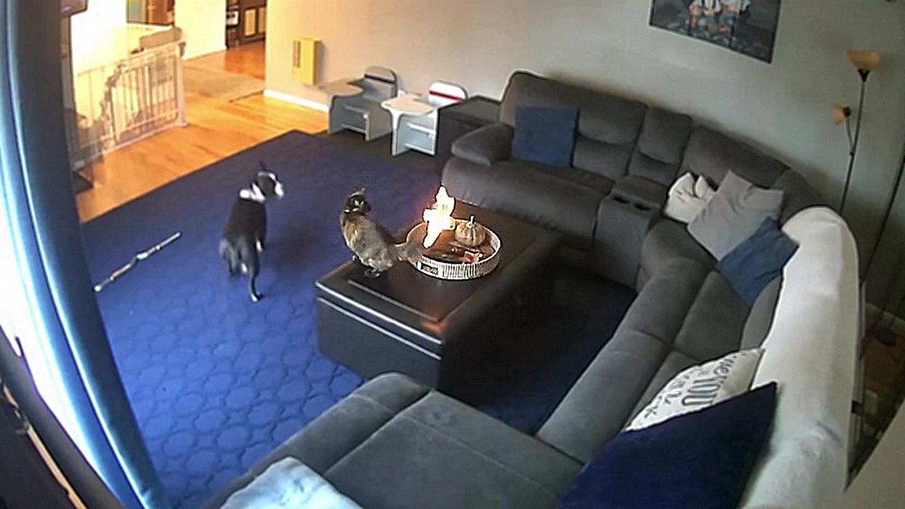 Un chat avec la queue en feu