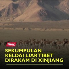 Sekumpulan keldai liar Tibet dirakam di Xinjiang