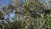 La Junta de Andalucía apuesta por la conservación y la protección del olivar andaluz