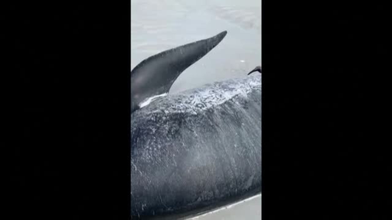 Un centenar de ballenas piloto mueren varadas en Nueva Zelanda