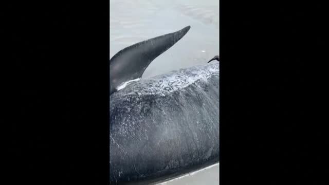 Un centenar de ballenas piloto mueren varadas en Nueva Zelanda