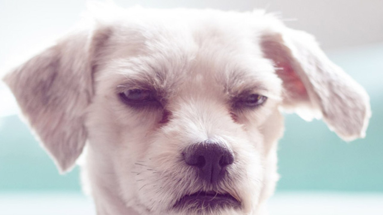 Cómo saber si tu perro se ha enfadado