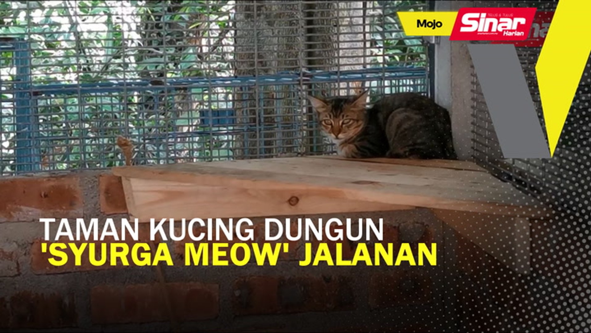 Taman Kucing Dungun u0027syurga meowu0027 jalanan