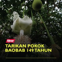 Tarikan pokok Baobab 149 tahun