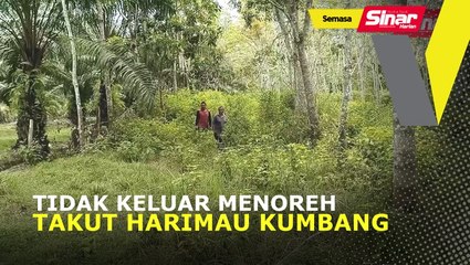 Tidak keluar menoreh, takut Harimau Kumbang