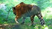 Royal Bengal TIGER | बंगाल बाघ  | Lucknow Zoo | National Animal Of India ||2020 ||