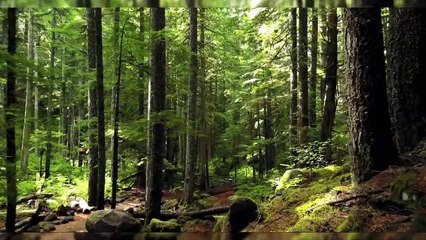 Amazing Nature Scenery And Relaxing Music For Stress Relief __ - 1080ps Ultra HD Quality part 2