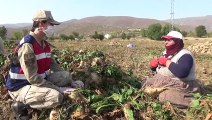 TOKAT - Kovid-19 tedbirleri denetlendi