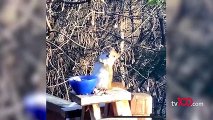 Fermente edilmiş armutları yiyen sincap görüntüsü viral oldu