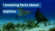7 amazing facts about dolphins