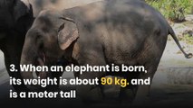 10 fascinating facts about elephants