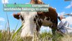8 amazing facts about Cows