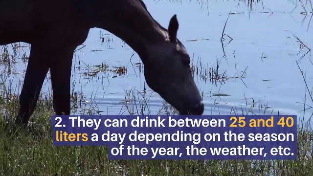 8 interesting facts about Horses