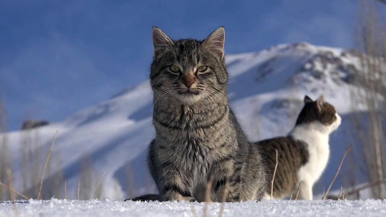 A couple of cats in the snow