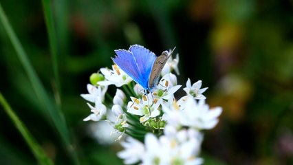 Blue butterfly over white flowers