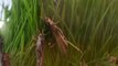 Alerta por altos índices de desaparición en las poblaciones de insectos en el mundo